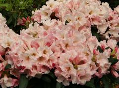 R.Silver Copper
